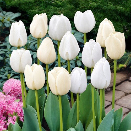 100 white mixed - 100,