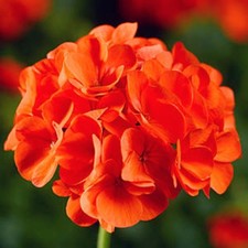 ×6 LRG Geranium Sylvia Orange