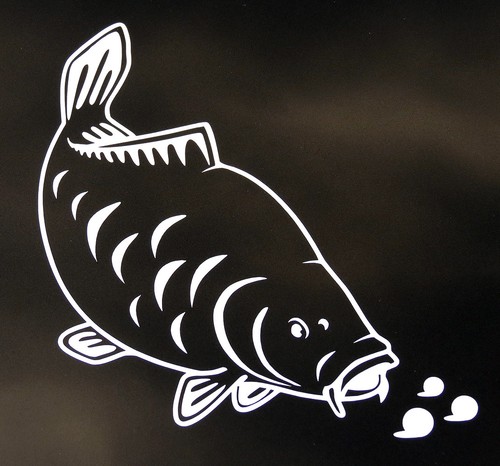 Big kippers feeding - 'feeding, mirror