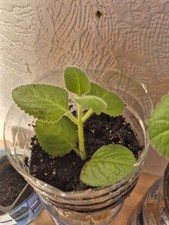 Organic Indian Ajwain /Karpooravalli / Mexican Mint rooted plug plant