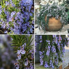Rosemary Herb Plant Trailing Evergreen Kitchen Cooking Garden Shrub