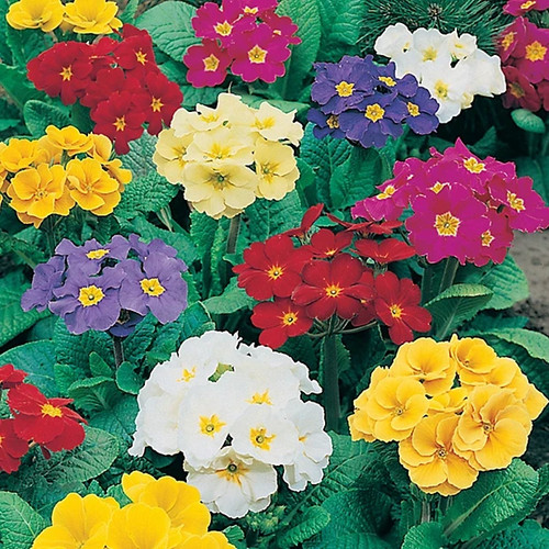 Polyanthus crescendo - 6,