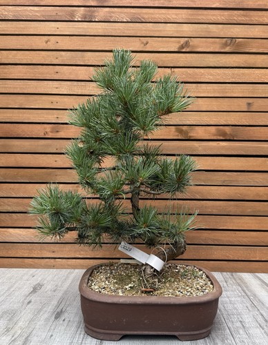 Pine bonsai pinus - pinus, tree