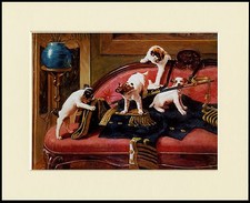 JACK RUSSELL TERRIER PUPS AT