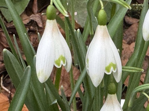 Galanthus nivalis art - galanthus, ‘art