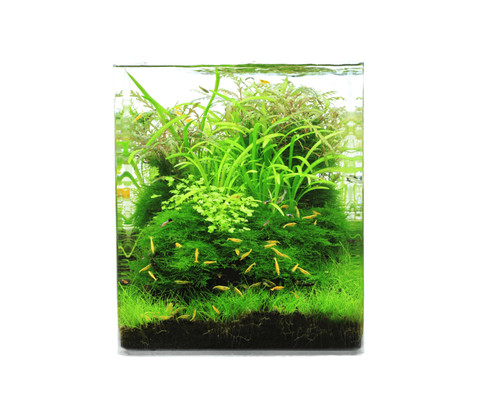 Natureholic crystal clear cube - clear,
