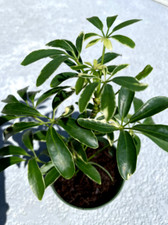Schefflera Dwarf Variegated