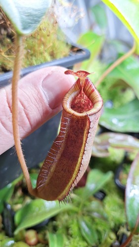 Nepenthes peltata yellow - peltata, "yellow