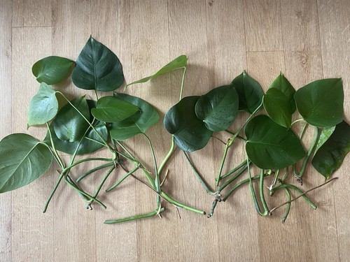 Monstera deliciosa swiss - 3,