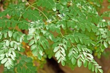 .50 Grammi. 200 semi di Moringa Oleifera,Semi di qualità , Nuovo Raccolto 2025