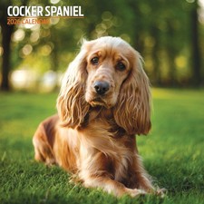 Cocker Spaniel 2026 Traditional Calendar