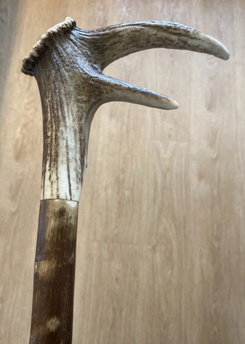 Stag horn hazel - horn, walking