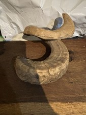 Large Rams Horn Crook Shepherd
