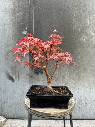 Japanese maple deshojo - maple,