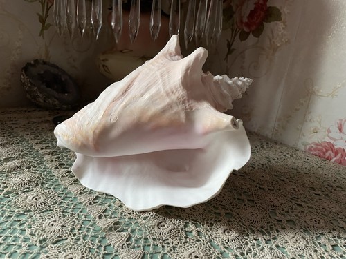Queen conch shell large - shell,