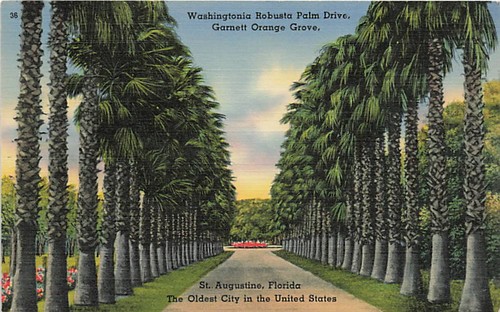 Postcard washingtonia - postcard,