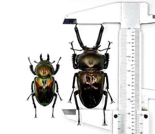 Phalacrognathus muelleri