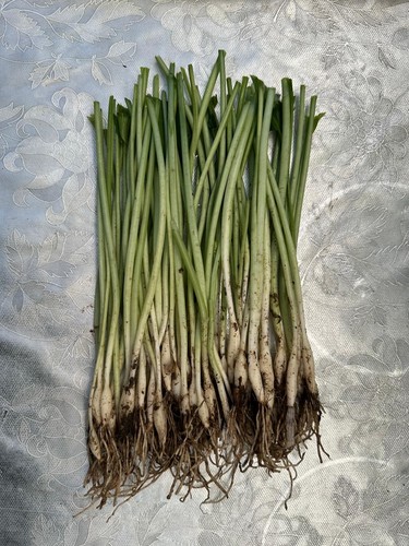 Wild garlic organic - wild, bulbs
