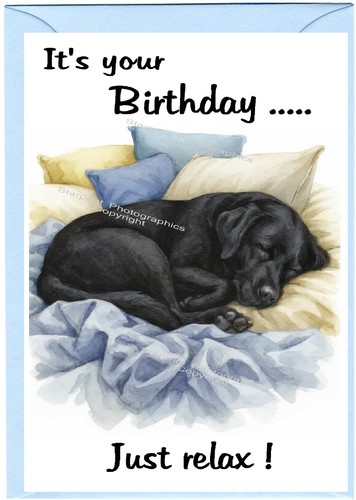 Labrador retriever black dog - labrador,