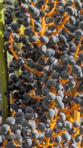 Trachycarpus fortunei x - 20,