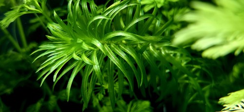 Elodea densa aquatic - 5x,