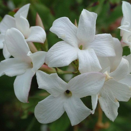 White jasmine officinale - white,