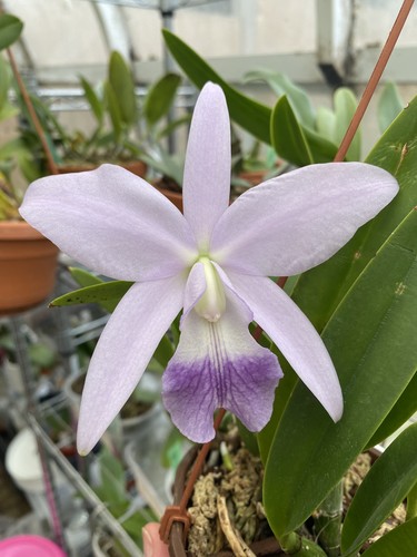 Cattleya love knot blue - love, ‘blue