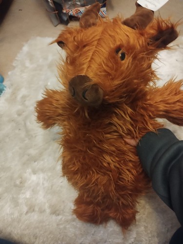 Novelty highland cow - novelty, hot