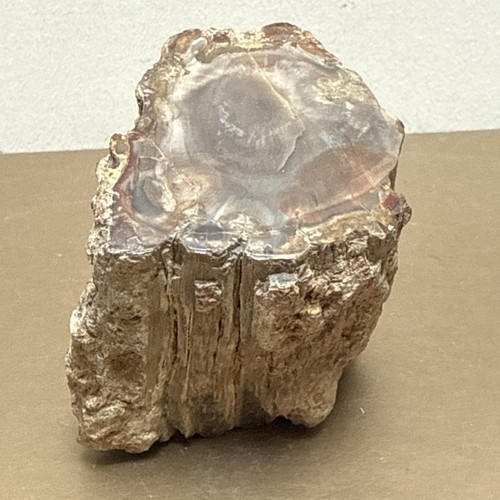 Polished petrified wood fossil - polished,