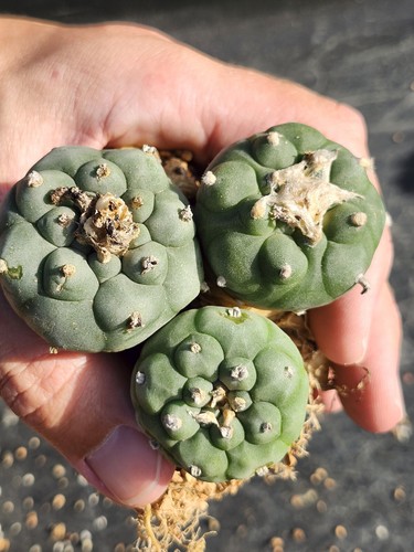 One rare cactus - one(1),