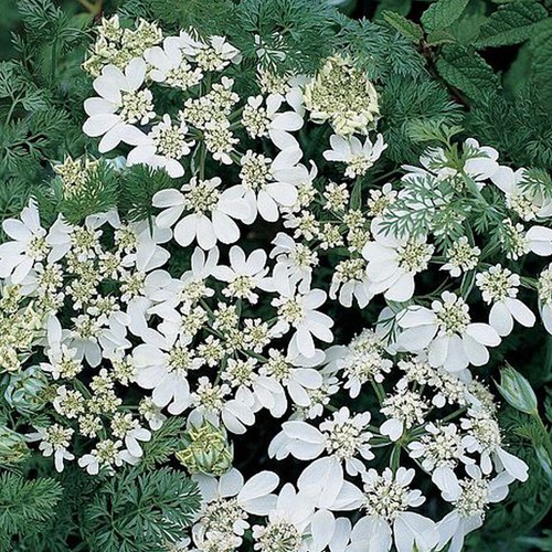 Orlaya grandiflora seeds - orlaya,