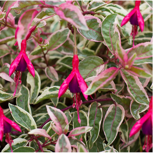 Hardy bush fuchsia - hardy,
