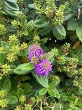 Purple Hebe Evergreen Shrub -