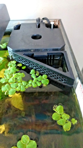 Magnetic plant guard - for, juwel