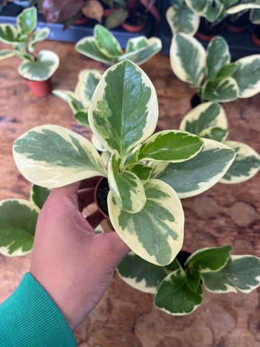 Peperomia obtusifolia