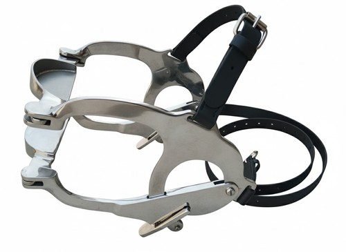 Equine horse dental - horse, mouth