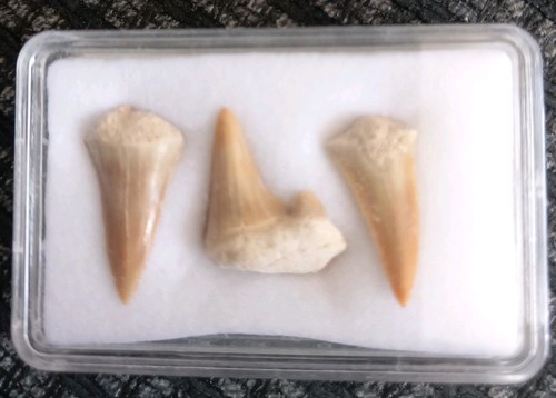 Fossil sharks teeth - sharks,