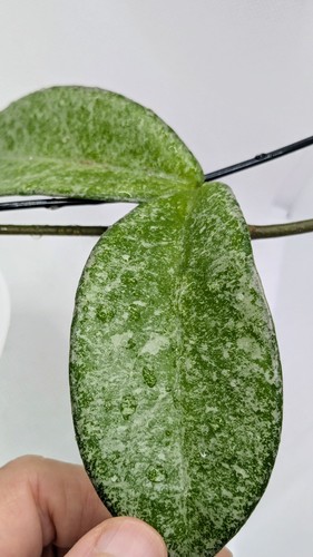 Hoya carnosa grey ghost - ghost,, 1