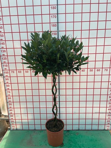 Double twisted spiral bay tree - twisted,