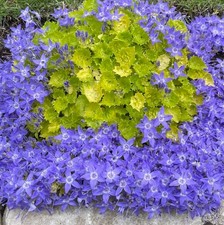 Campanula plug plants