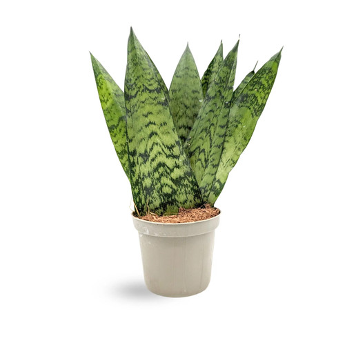 Sansevieria zeylanica fan - sansevieria,
