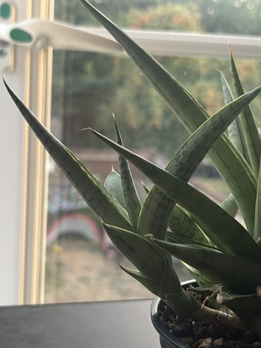 Sansevieria hybrid cinta - sansevieria,