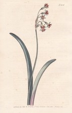 Tulbaghia wild garlic society