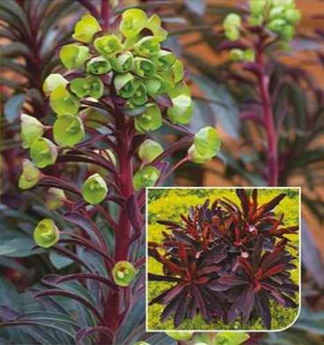 Euphorbia hybrid miners - euphorbia,