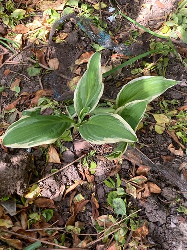 Varigated hosta - varigated,