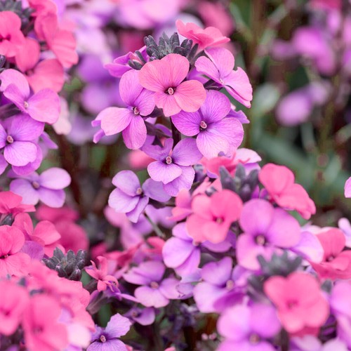 Wallflower purple bicolour - bicolour, 6