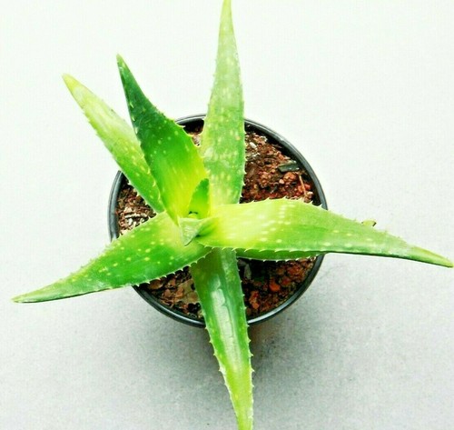 Aloe vera potting soil - vera,