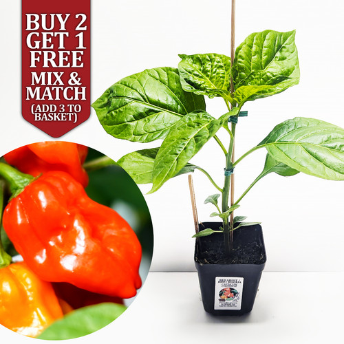 Red ghost bhut - ghost,