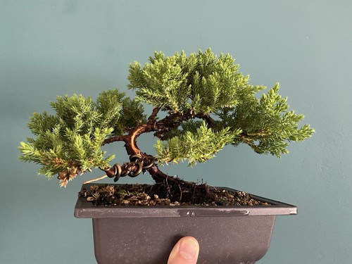 Juniper bonsai tree - bonsai,