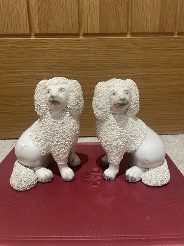 English staffordshire poodle - staffordshire,